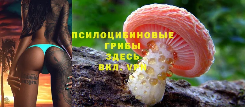 МЕГА ONION  Луза  Галлюциногенные грибы Psilocybine cubensis 